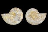 3.3" Cut & Polished Agatized Ammonite Fossil (Pair)- Jurassic - #131715-1